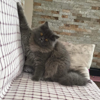 İran Kedisi (Persian), Kedi  Efes fotoğrafı