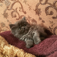 İran Kedisi (Persian), Kedi  Efes fotoğrafı