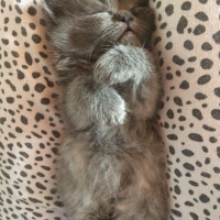 İran Kedisi (Persian), Kedi  Efes fotoğrafı