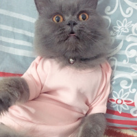 İran Kedisi (Persian), Kedi  Efes fotoğrafı