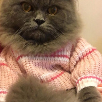 İran Kedisi (Persian), Kedi  Efes fotoğrafı