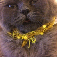 İran Kedisi (Persian), Kedi  Efes fotoğrafı