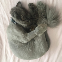 İran Kedisi (Persian), Kedi  Efes fotoğrafı