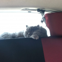 İran Kedisi (Persian), Kedi  Efes fotoğrafı