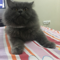 İran Kedisi (Persian), Kedi  Efes fotoğrafı