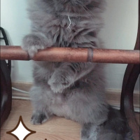 İran Kedisi (Persian), Kedi  Efes fotoğrafı