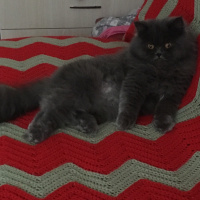 İran Kedisi (Persian), Kedi  Efes fotoğrafı