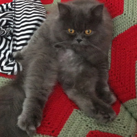 İran Kedisi (Persian), Kedi  Efes fotoğrafı