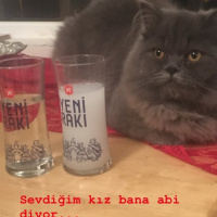İran Kedisi (Persian), Kedi  Efes fotoğrafı