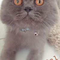 İran Kedisi (Persian), Kedi  Efes fotoğrafı
