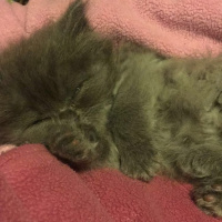 İran Kedisi (Persian), Kedi  Efes fotoğrafı