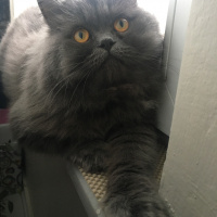 İran Kedisi (Persian), Kedi  Efes fotoğrafı