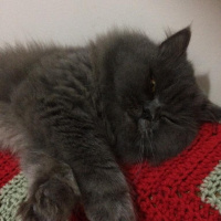 İran Kedisi (Persian), Kedi  Efes fotoğrafı