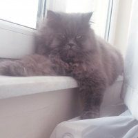 İran Kedisi (Persian), Kedi  Efes fotoğrafı