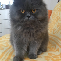 İran Kedisi (Persian), Kedi  Efes fotoğrafı