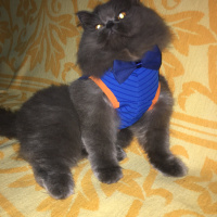 İran Kedisi (Persian), Kedi  Efes fotoğrafı
