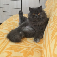İran Kedisi (Persian), Kedi  Efes fotoğrafı