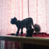 İran Kedisi (Persian), Kedi  Efes fotoğrafı