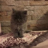 İran Kedisi (Persian), Kedi  Efes fotoğrafı