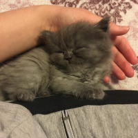 İran Kedisi (Persian), Kedi  Efes fotoğrafı