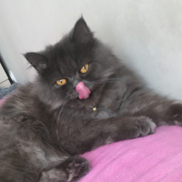 İran Kedisi (Persian), Kedi  Efes fotoğrafı