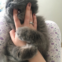 İran Kedisi (Persian), Kedi  Efes fotoğrafı