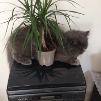 İran Kedisi (Persian), Kedi  Efes fotoğrafı