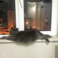 İran Kedisi (Persian), Kedi  Efes fotoğrafı