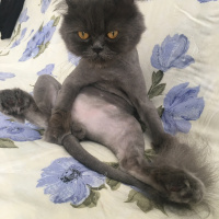 İran Kedisi (Persian), Kedi  Efes fotoğrafı