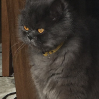 İran Kedisi (Persian), Kedi  Efes fotoğrafı