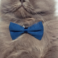 İran Kedisi (Persian), Kedi  Efes fotoğrafı