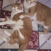 Sarman, Kedi  Nina pati fotoğrafı