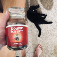 Siyam Kedisi, Kedi  Shelby fotoğrafı