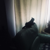 Siyam Kedisi, Kedi  Shelby fotoğrafı