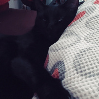 Siyam Kedisi, Kedi  Shelby fotoğrafı
