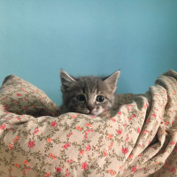 Tekir Kedi, Kedi  Berlin fotoğrafı
