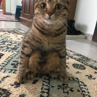 Tekir Kedi, Kedi  Çakıl fotoğrafı