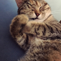 Tekir Kedi, Kedi  Çakıl fotoğrafı
