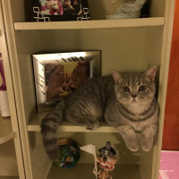 British Shorthair, Kedi  Paşa fotoğrafı
