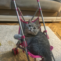 British Shorthair, Kedi  Paşa fotoğrafı
