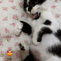 Tuxedo (Smokin) Kedi, Kedi  Miko fotoğrafı