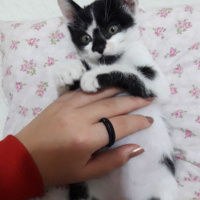 Tuxedo (Smokin) Kedi, Kedi  Miko fotoğrafı