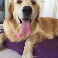 Golden Retriever, Köpek  Köfte fotoğrafı