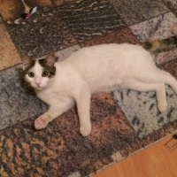 Tekir Kedi, Kedi  Theia fotoğrafı
