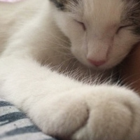 Tekir Kedi, Kedi  Theia fotoğrafı