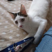 Tekir Kedi, Kedi  Pamuk fotoğrafı