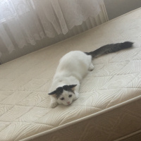 Tekir Kedi, Kedi  Pamuk fotoğrafı