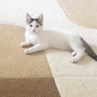 Tekir Kedi, Kedi  Pamuk fotoğrafı