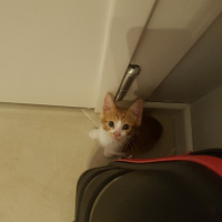 Sarman, Kedi  Matmazel fotoğrafı