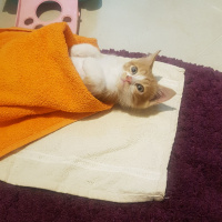 Sarman, Kedi  Matmazel fotoğrafı